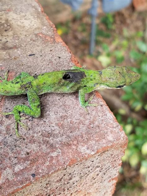From Rnatureismetal A Carolina Anole With A Rather Serious Injury