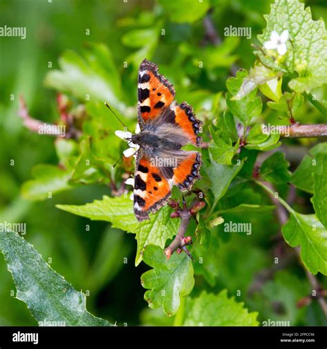 Small Tortoiseshell Butterfly Stock Photo Alamy