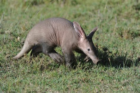 Aardvark Animal Facts Orycteropus Afer A Z Animals