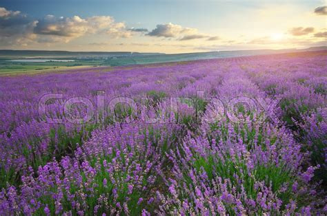 Meadow Of Lavender At Sunset Nature Stock Image Colourbox