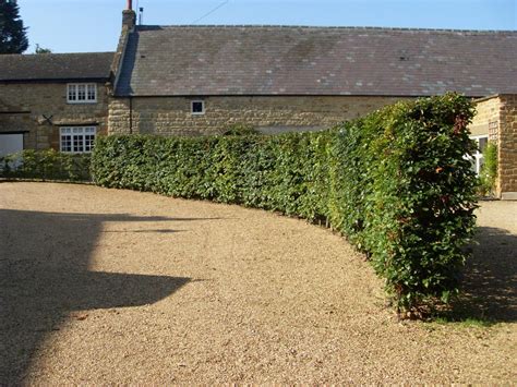 Beech Instant Hedge available now - Practicality Brown