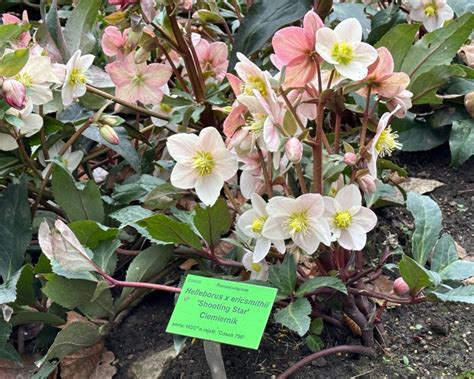 Tu już wiosna na całego Ogród Botaniczny we Wrocławiu zachwyca