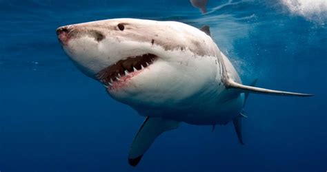 Tiburon Blanco Características Hábitat Reproducción Y Su Tamaño