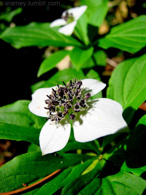 Bunchberry dogwoods (Cornus canadensis) are one of... - WORDS
