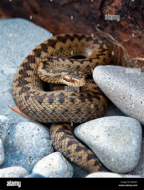 Venomous Snake With Zig Zag Pattern Handartdrawingkids