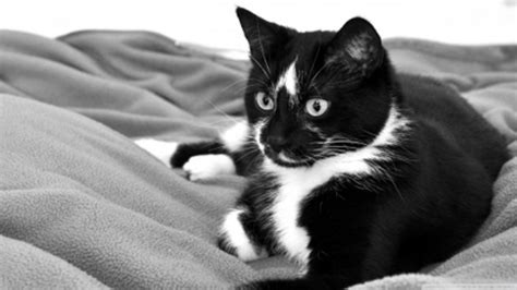 Black And White And Beautiful All Over Life With Cats
