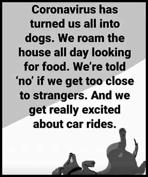 Reluctant Equal Time For Dogs In 2020 Dogs Sayings Memes