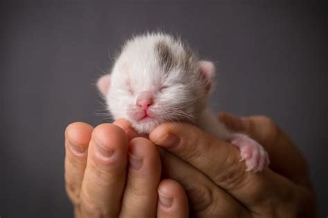 When Do Newborn Kittens Open Their Eyes Seymour Vets