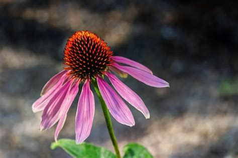 Growing Echinacea The Complete Guide To Plant Grow And Harvest Echinacea