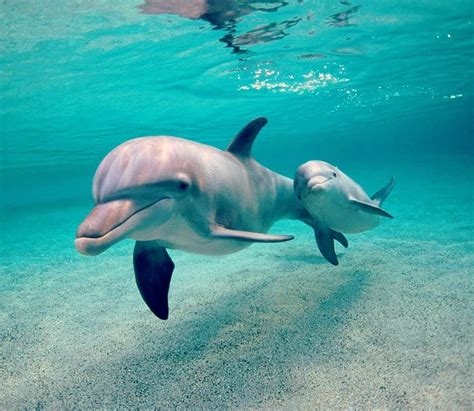 Marine Life Dolphin Marine Ecosystem Dolfijnen Dieren Achtergronden