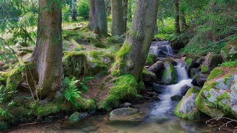Mill Black Forest Bach Water Forest Landscape Trees Watercourse