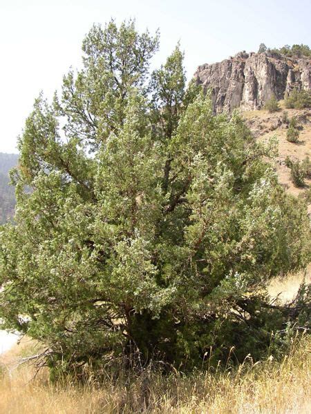 Types Of Juniper Trees In Arizona Lashay Bradford