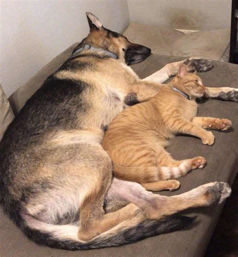 Is german shepherd (gsd) a good companion dog? Do German Shepherds Get Along With Cats? - The German ...