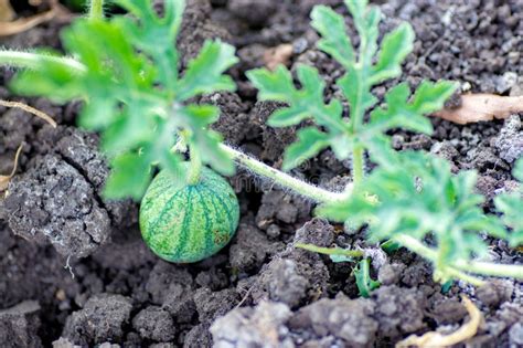 Closeup Of Growing Small Green Striped Watermelon In Farmer S Hand