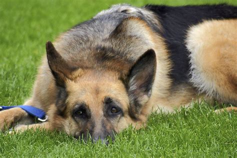 One of the most common types of food allergies is the infamous german shepherd chicken allergy which consists of more severe symptoms than normal. German Shepherd Allergies - Allgshepherds