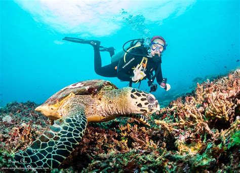Diving Nusa Penida Bali Underwater Photography Guide