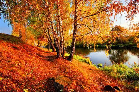 Orange Leafed Tree Autumn Leaves Shore Yellow Birch River Hd