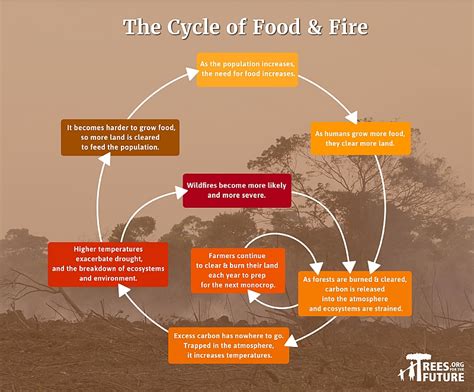 The Cycle Of Food And Fire Australias Wildfires Are Part Of A Vicious