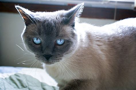 The siamese cat is probably one of the most well known and a favorite cat breed among cat lovers worldwide. Annamese | Cats Wiki | Fandom powered by Wikia