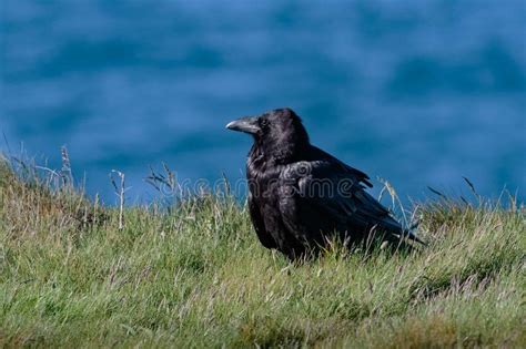 a common or northern raven corvus corax member of the crow fa stock image image of dorset