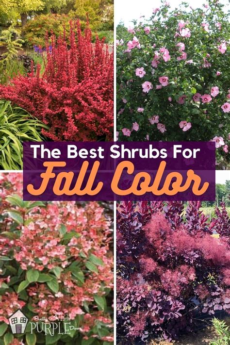 The Most Perfect Perennial Shrubs For Your Garden In 2021 Perennial