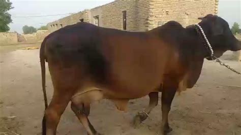 Low Cost Cholistani Cow For Sale In Pakistan Youtube