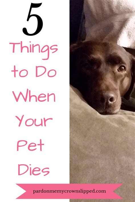 5 Amazing Things To Know When Your Dog Dies Artofit