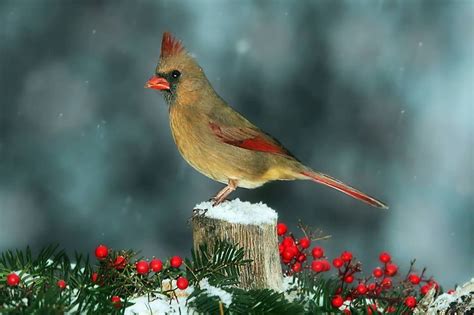 Female Northern Cardinal Cardinalis Cardinalis In Virginia Usa By
