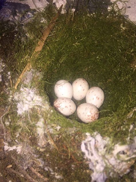House Sparrow Eggs Gohikingca