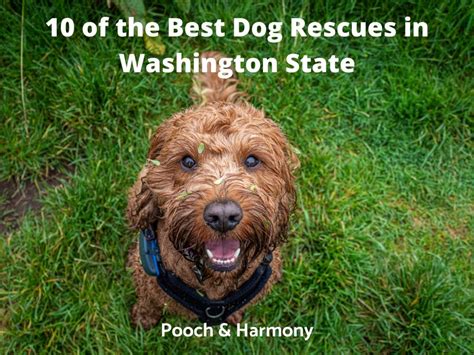 10 Unique Dog Rescues In Washington State Pooch And Harmony