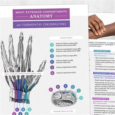 Wrist Extensor Compartments Anatomy And Tendinopathy Considerations