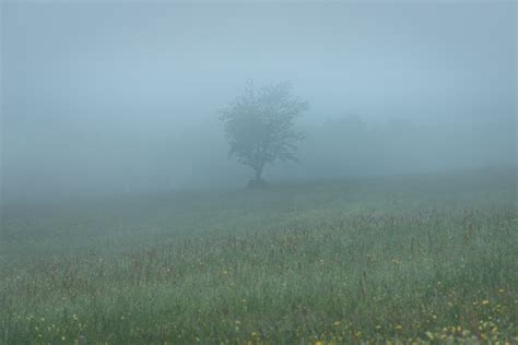 Field In The Fog Focal World