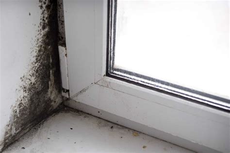 What Does Black Mold Look Like How To Identify It And How To Get Rid Of It