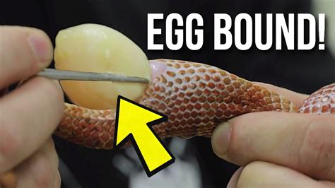 Saving A Snakes Life How To Help An Eggbound Snake Brian Barczyk