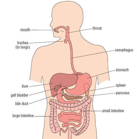 Superior to the adrenal glands c. What happens when we suck our stomach inside? - Quora