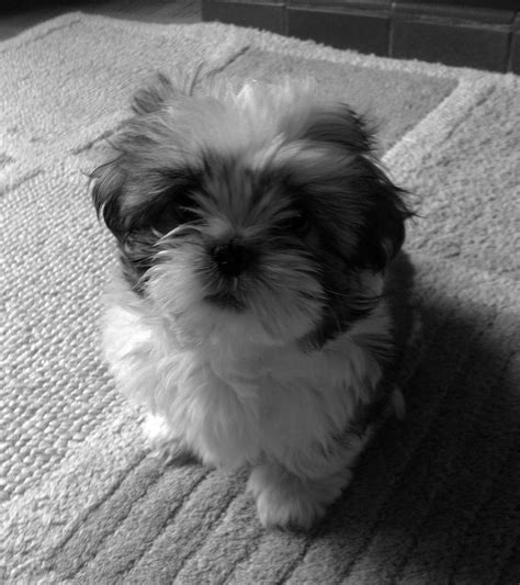 Shih Tzu Puppy Shih Tzu Puppy Shih Tzu Cute Little Dogs