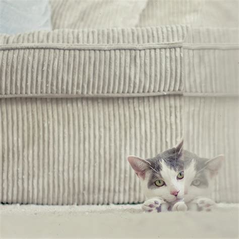 Grey And White Cat Peeking Around Corner Photograph By Cindy Prins