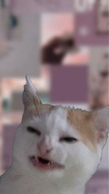 Discover Meme Cat Wallpaper Super Hot In Cdgdbentre