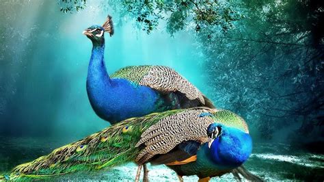 Bird Backgrounds ~ Beautiful Background Peacock Pair Hd Wallpaper Beautiful Hd Wallpaper