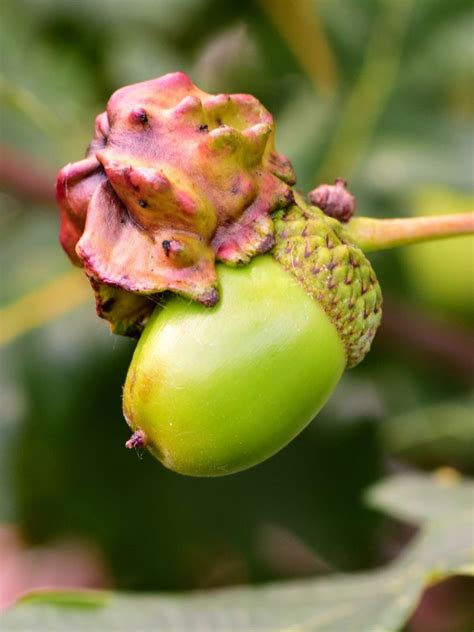 Why Are My Acorns Deformed Information About Knopper Galls On Oak Trees