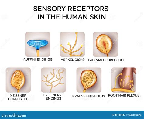 Sensory Receptors Types And Functions