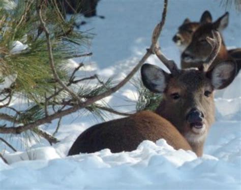 2014 Maine Any Deer Permit Results