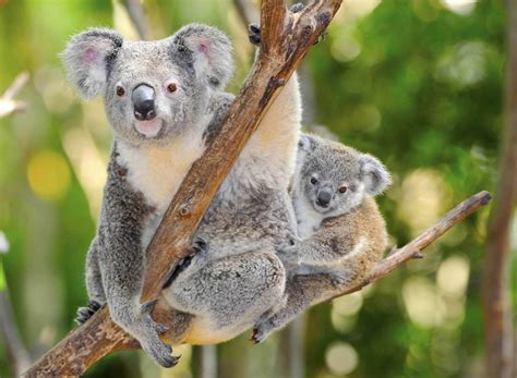 Australias Koala Listed As Threatened Species Due To