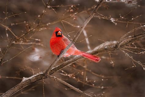 Download Bare Branches With Cardinal Wallpaper