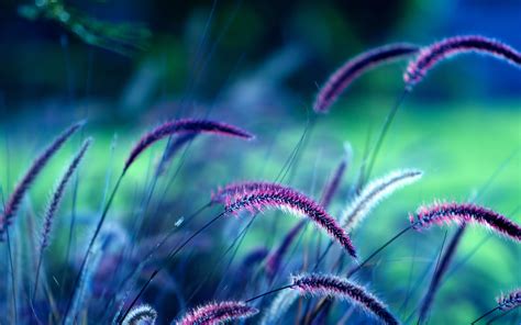 Grass 4k Spikelets Violet Plants Hd Wallpaper
