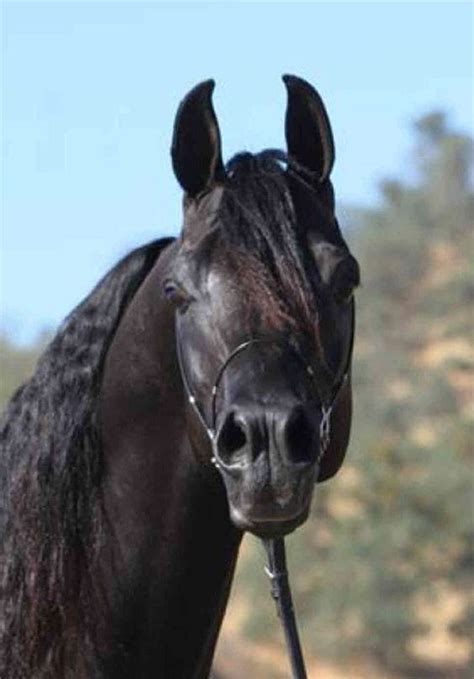 Mystic Jamaal Black Arabian Horse Beautiful Arabian Horses Arabian Horse