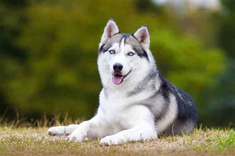 Husky Siberiano Información Y Características De Un Perro Ideal Para