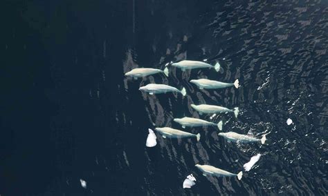 Beluga Whale Defenders Of Wildlife