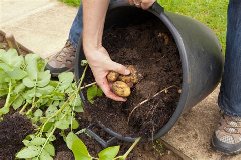 How To Grow Potatoes In A 5 Gallon Bucket