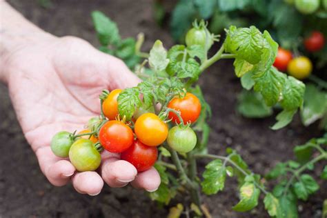 How To Prune And Maintain Your Tomato Plants In 2020 Growing Organic